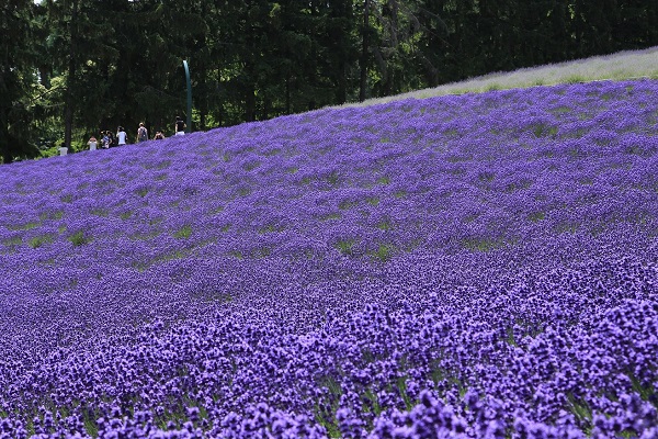 富良野エリアのラベンダーの写真