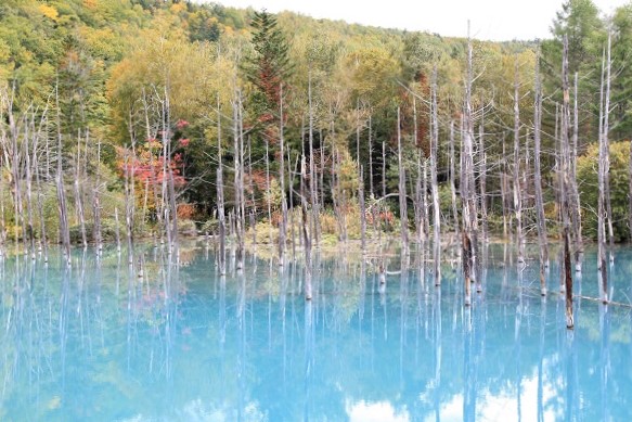 白金　青い池の写真