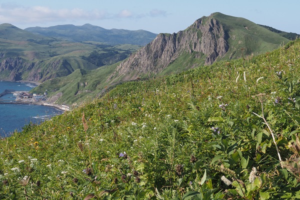 礼文島の高山植物群落の写真