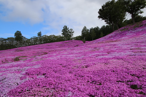 芝ざくら滝上公園の写真