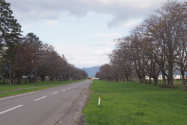 二十間道路の桜並木の写真