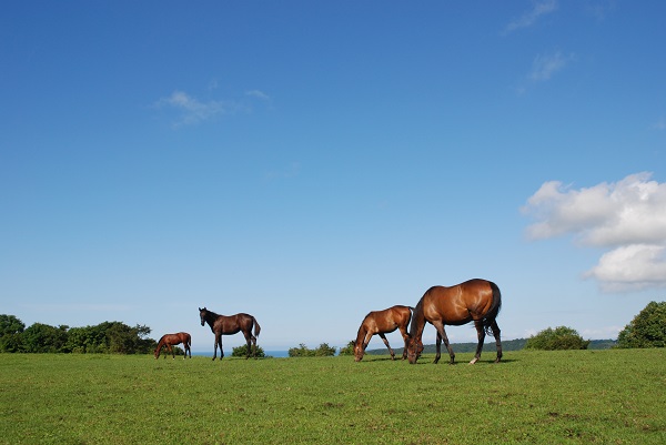 日高の競走馬牧場群の写真