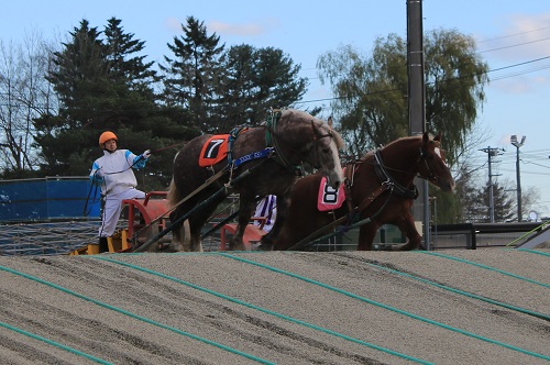 ばんえい競馬の写真