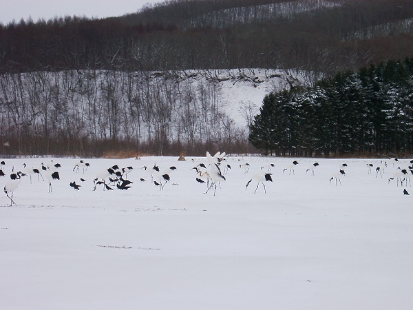 釧路のタンチョウの写真