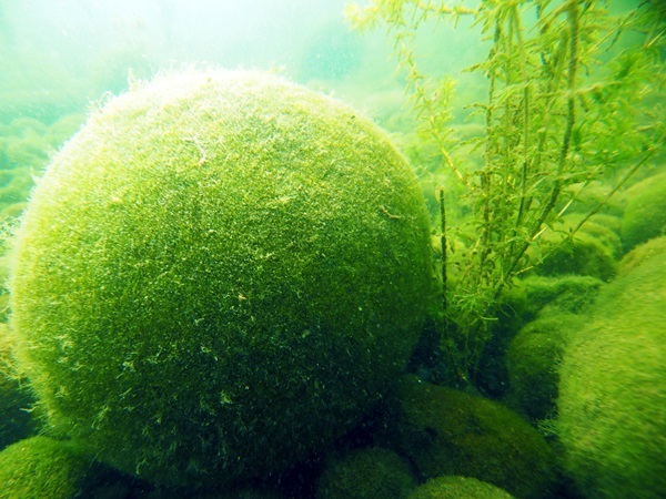 阿寒湖のマリモの写真