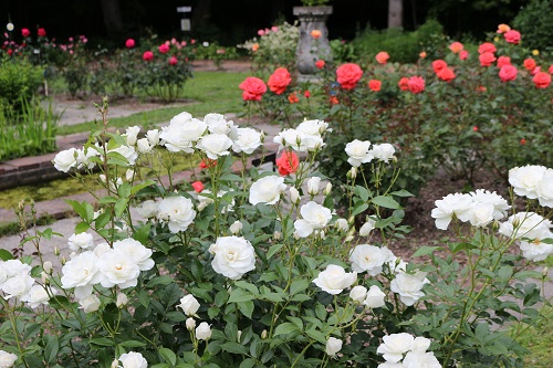 北海道大学植物園の写真