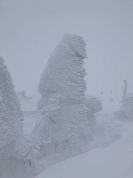 八甲田山の樹氷の写真