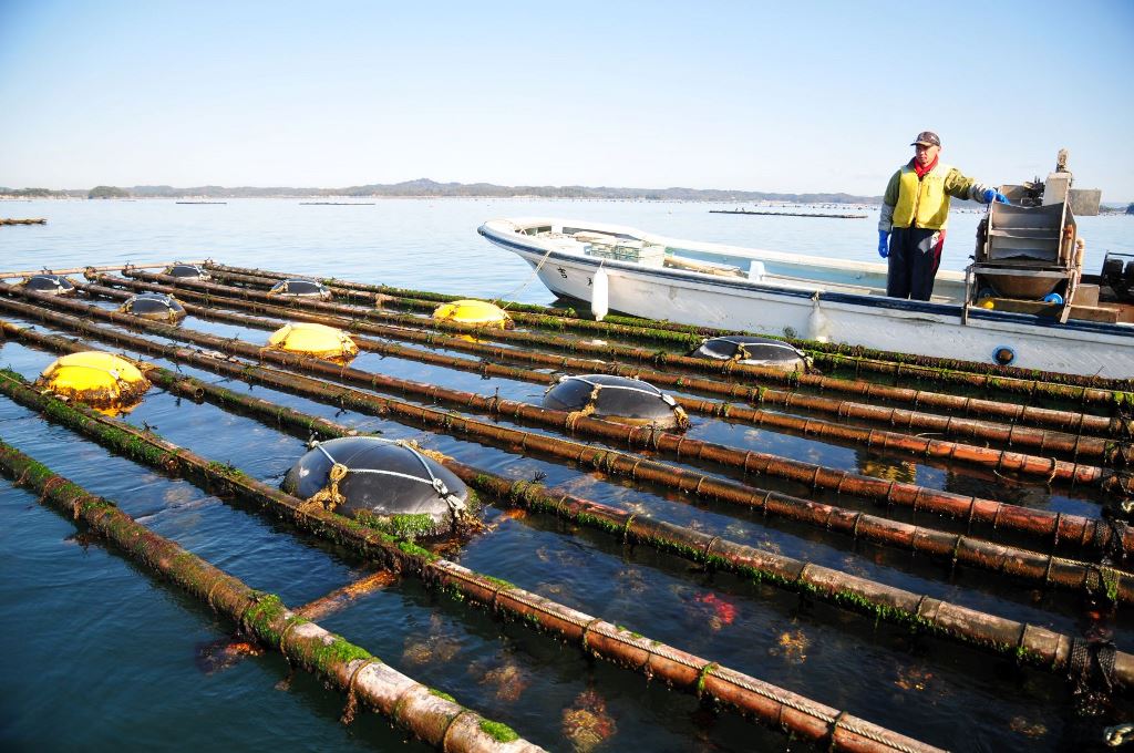 浦戸諸島のノリひび（海苔網）・カキ棚の風景の写真