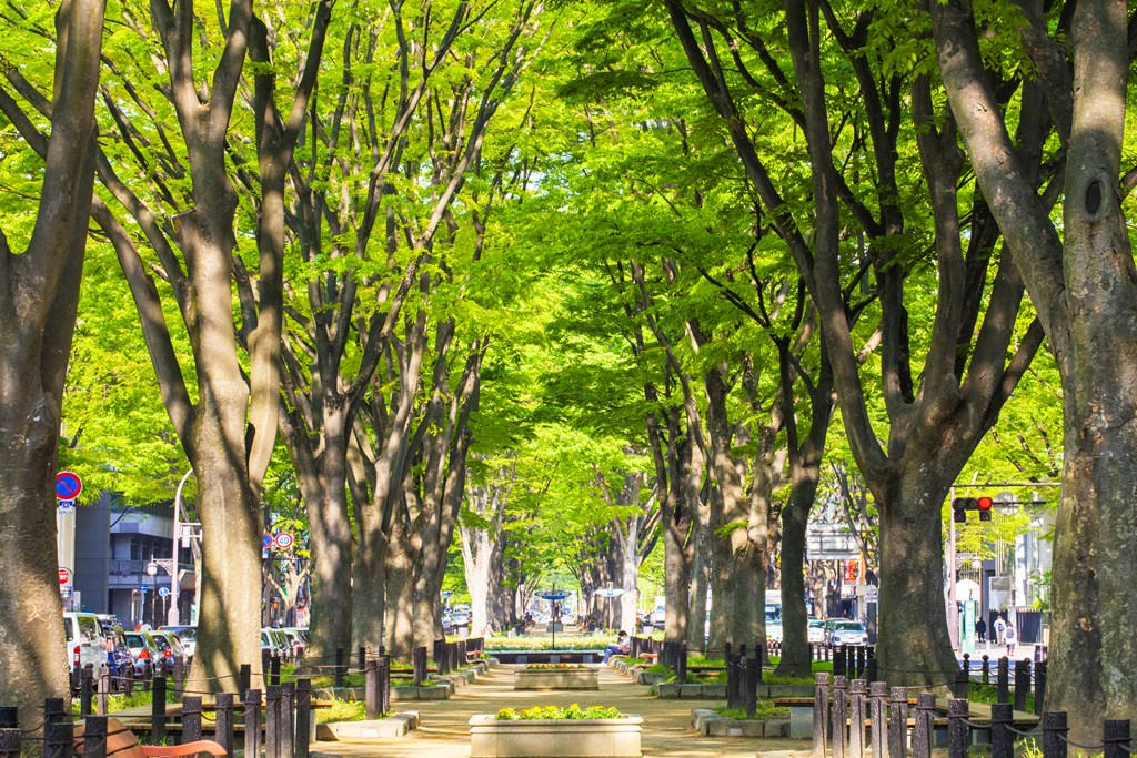 定禅寺通のケヤキ並木の写真