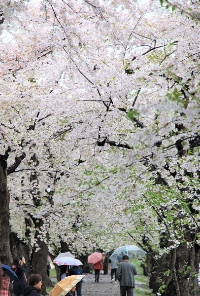 桧木内川堤のソメイヨシノの写真