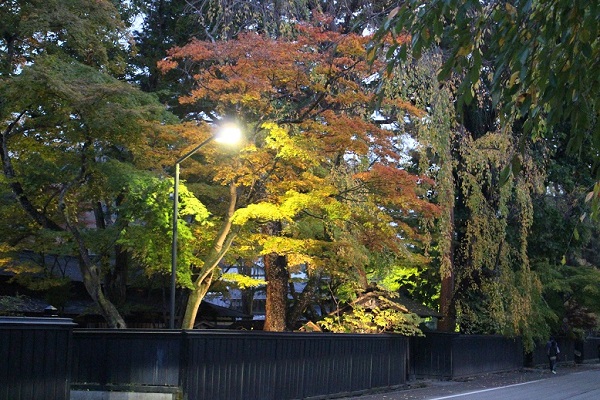 角館武家屋敷のシダレザクラの写真