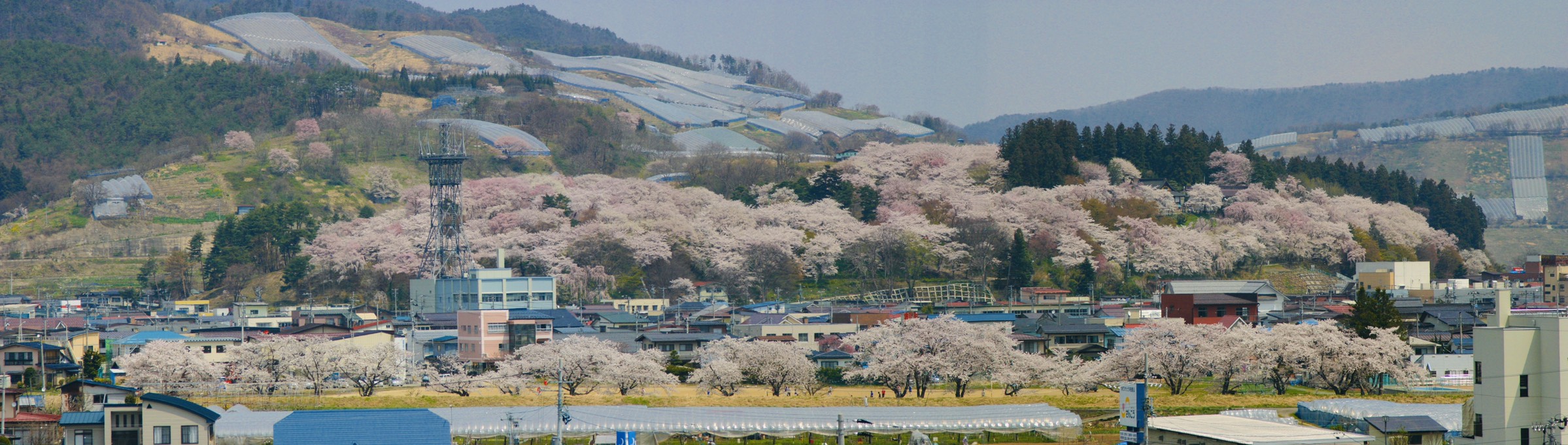 烏帽子山公園のサクラの写真