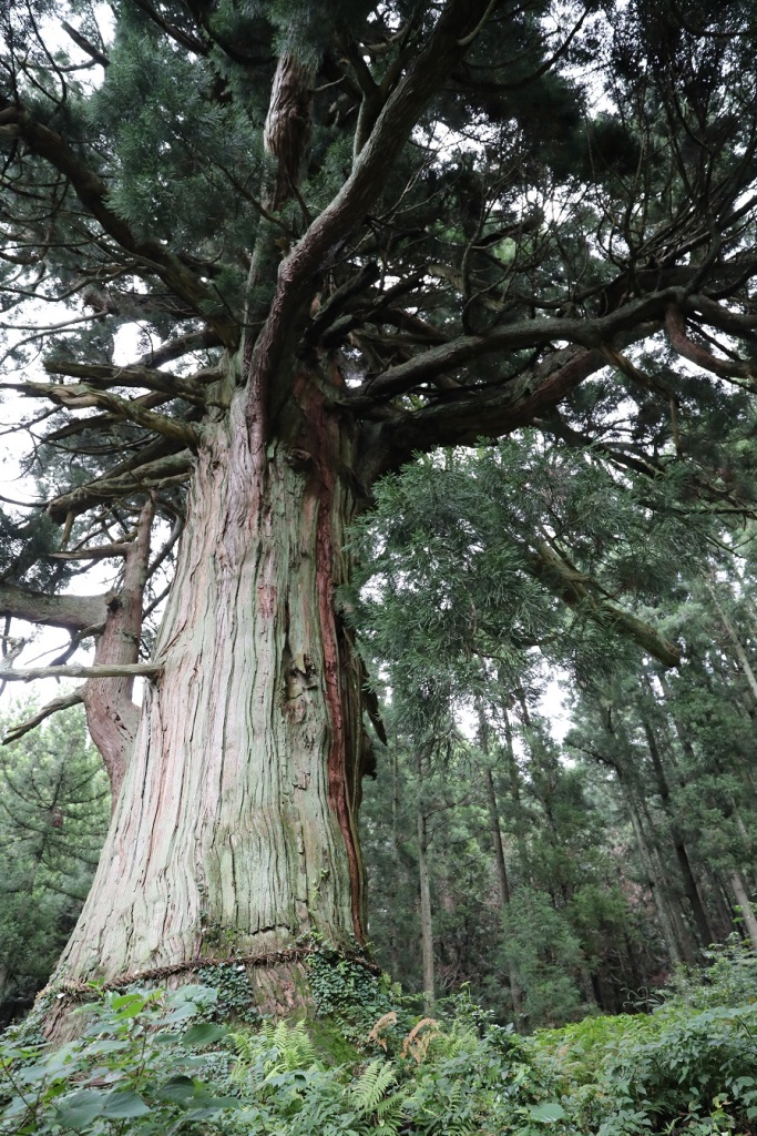 山五十川の玉スギの写真