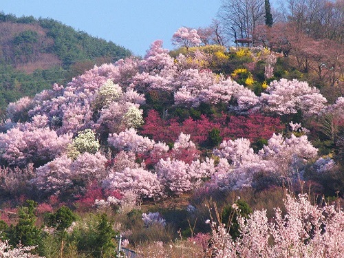 花見山公園の写真