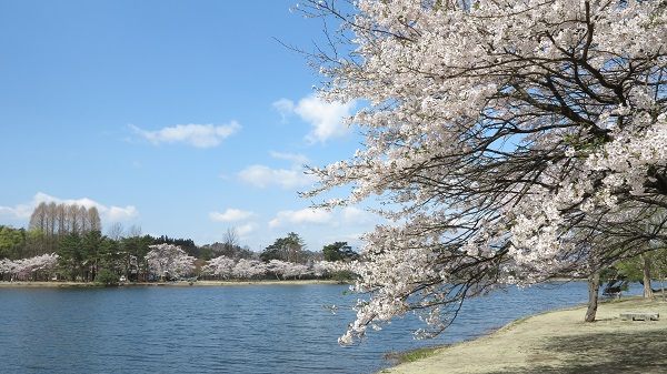 南湖公園の写真