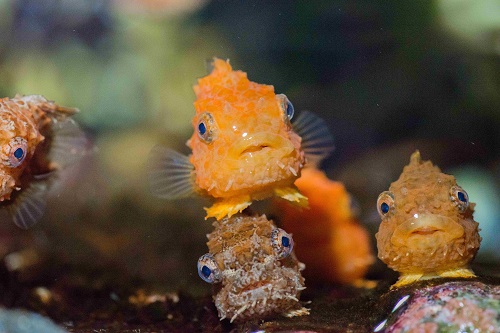 環境水族館アクアマリンふくしま（ふくしま海洋科学館）の写真