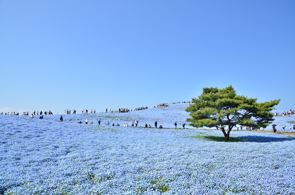 国営ひたち海浜公園の写真