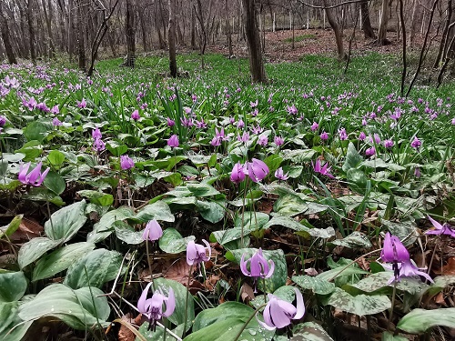 万葉自然公園かたくりの里の写真