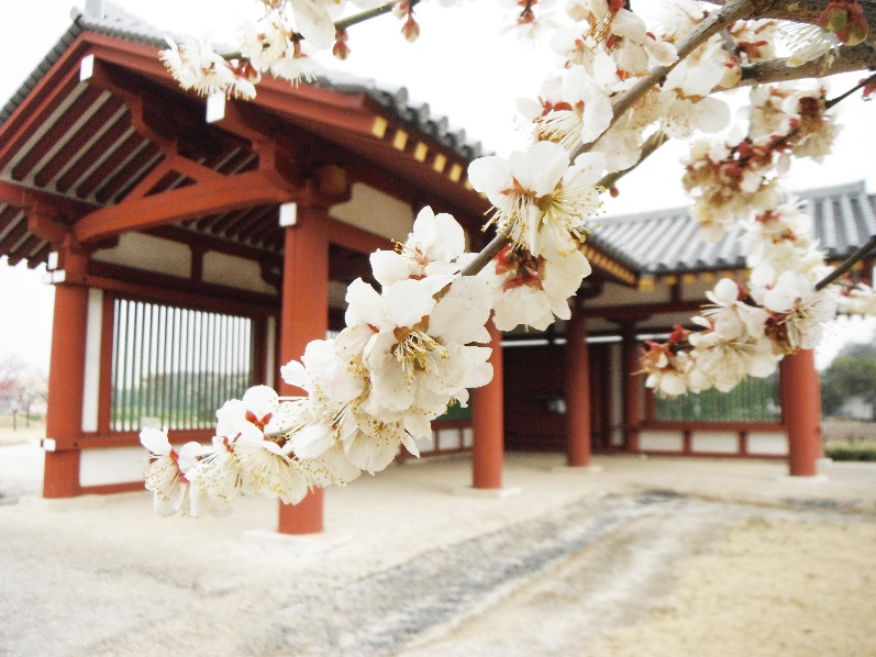 下野薬師寺跡の写真