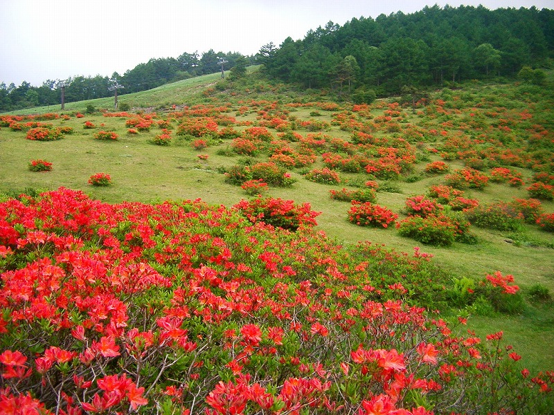 湯の丸高原レンゲツツジ群落の写真