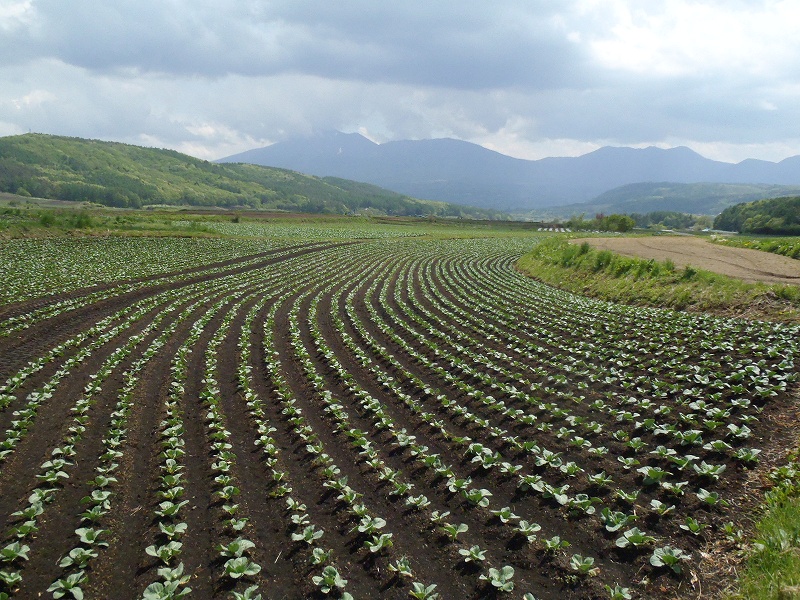 嬬恋村のキャベツ畑の写真