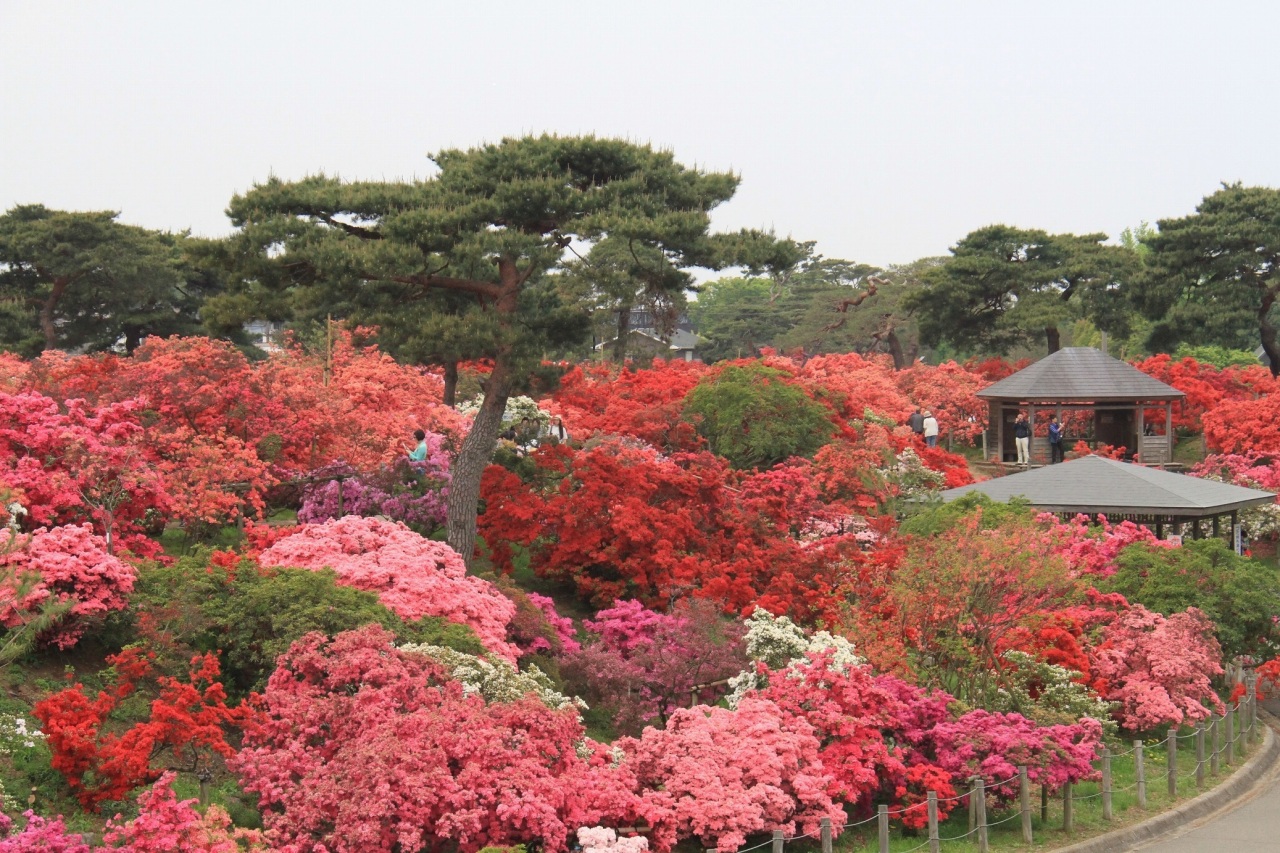 つつじが岡公園のつつじの写真