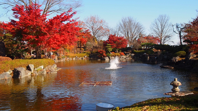 桜山公園の冬桜の写真