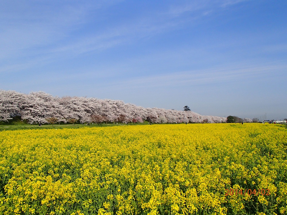 権現堂の桜堤の写真