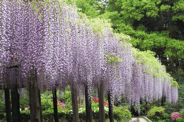 牛島のフジ　藤花園の写真