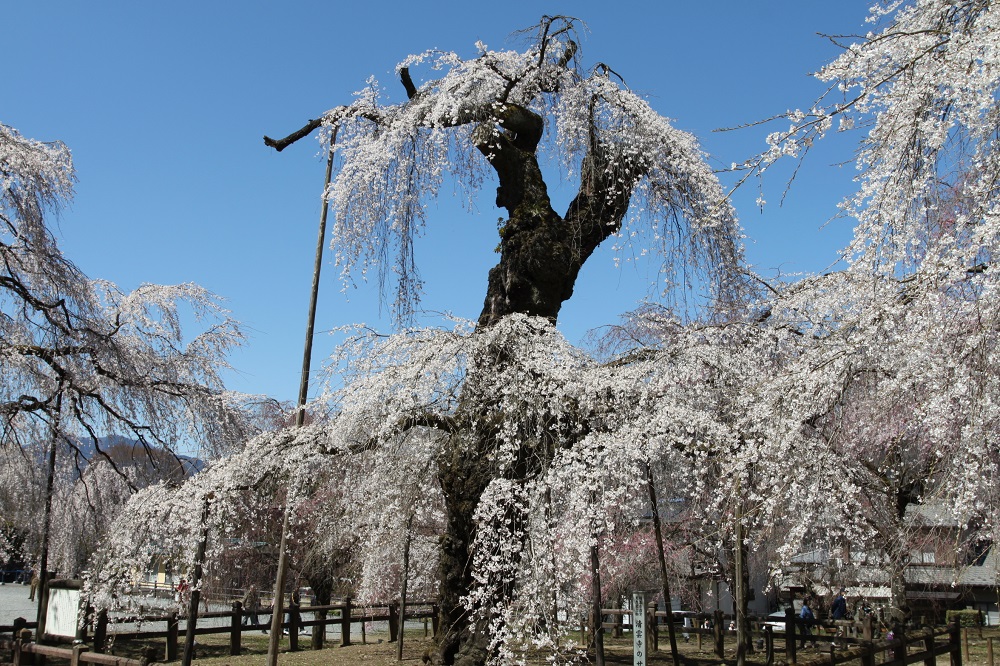 清雲寺シダレザクラの写真