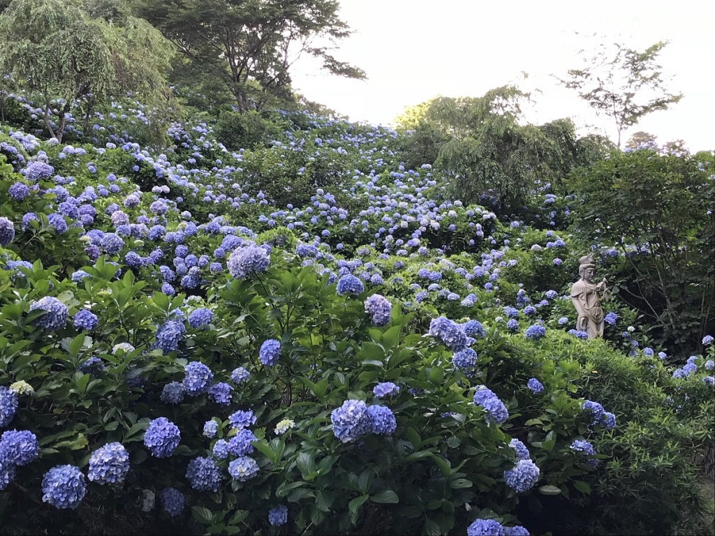 麻綿原高原のアジサイの写真