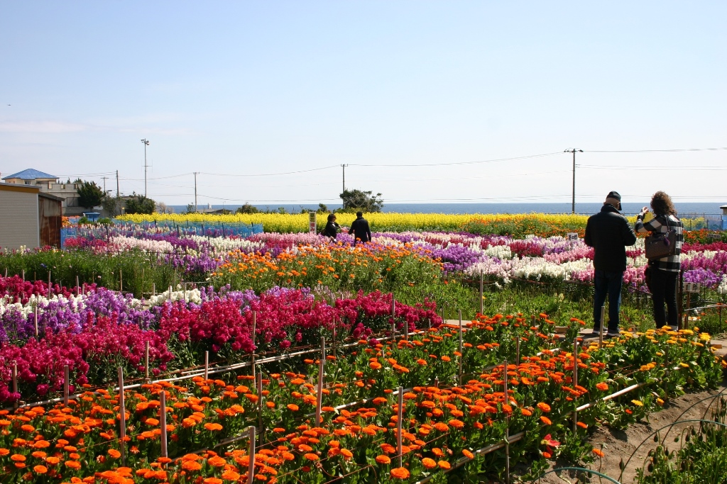 南房総の花畑の写真