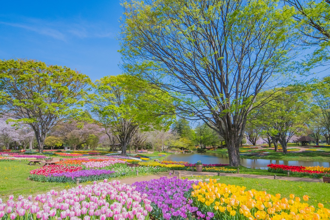 国営昭和記念公園の写真