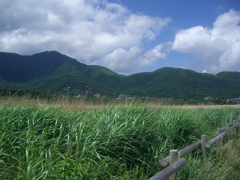 仙石原高原（仙石原湿原・すすき草原）の写真