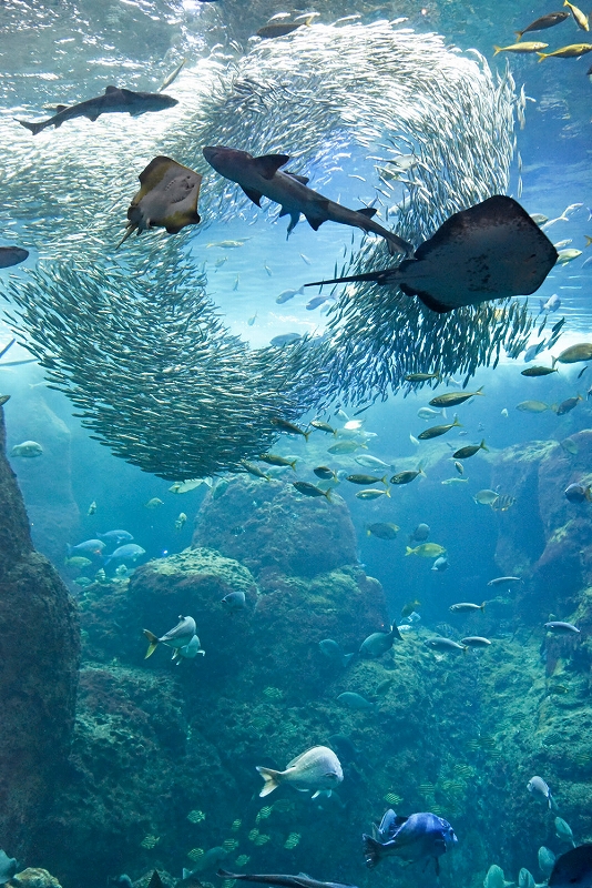 新江ノ島水族館の写真