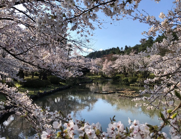 村松公園のサクラの写真