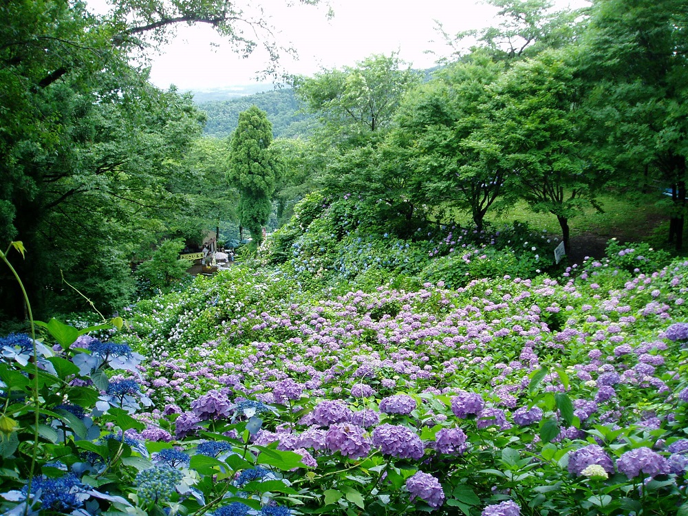 護摩堂山あじさい園の写真