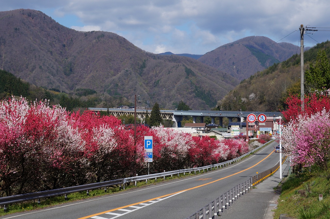 花桃の里、はなもも街道の写真