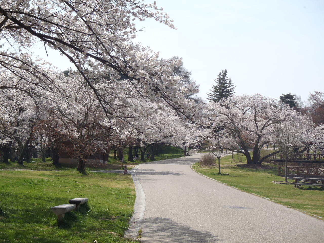 アルプス公園のサクラの写真