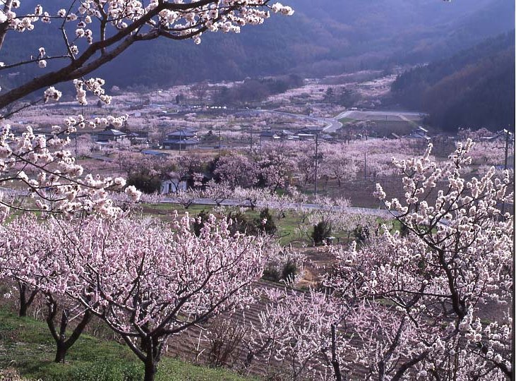 あんず・科野の里の写真