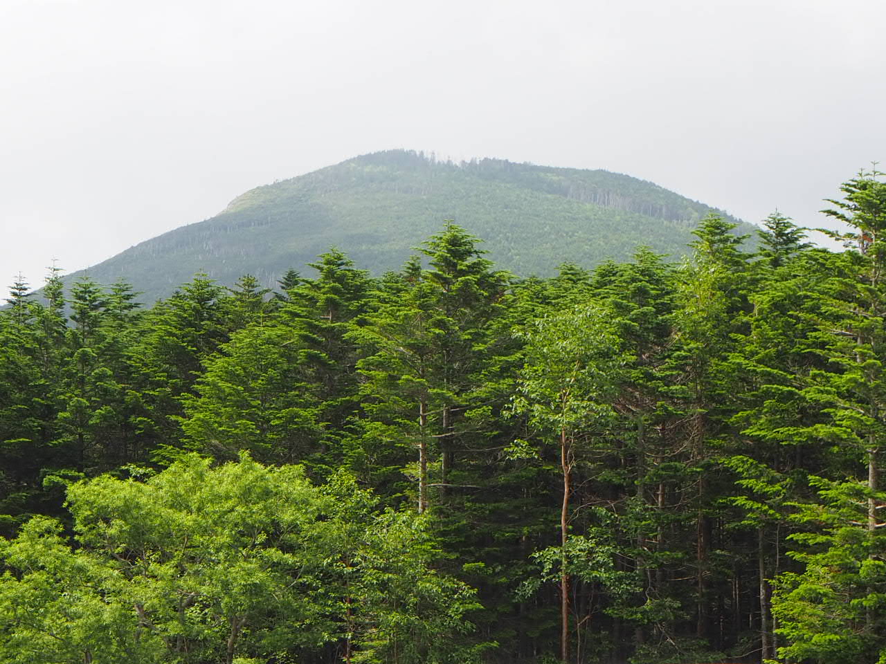 北八ケ岳の写真