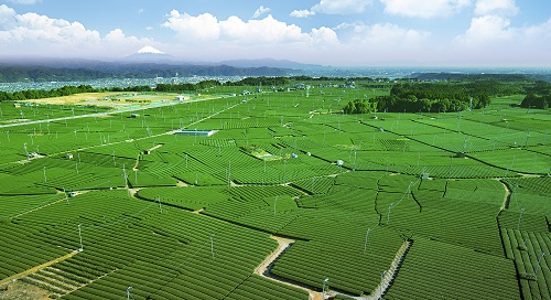 牧之原の茶畑の写真