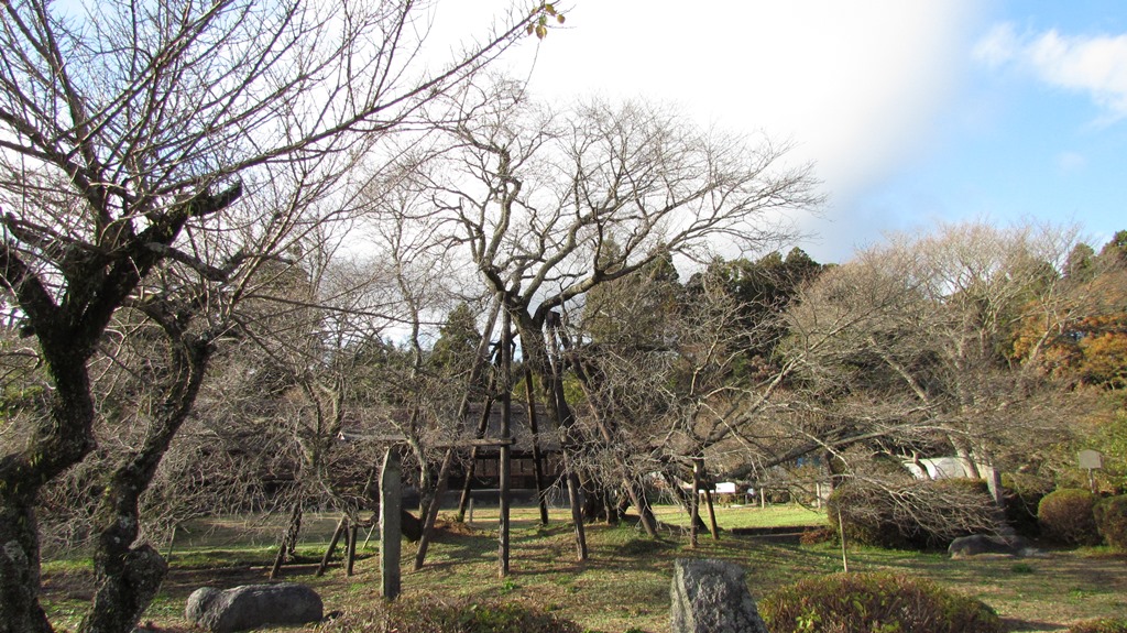 狩宿の下馬ザクラの写真