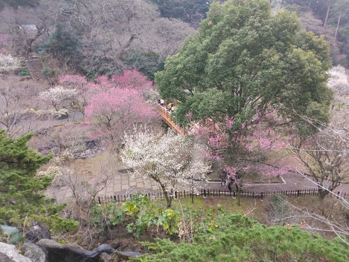 熱海梅園の写真