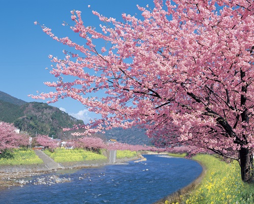 河津ザクラの写真