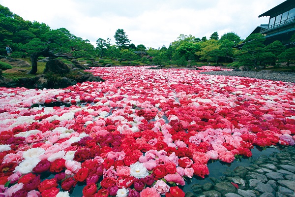 大根島のボタンの写真