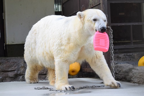 愛媛県立とべ動物園の写真