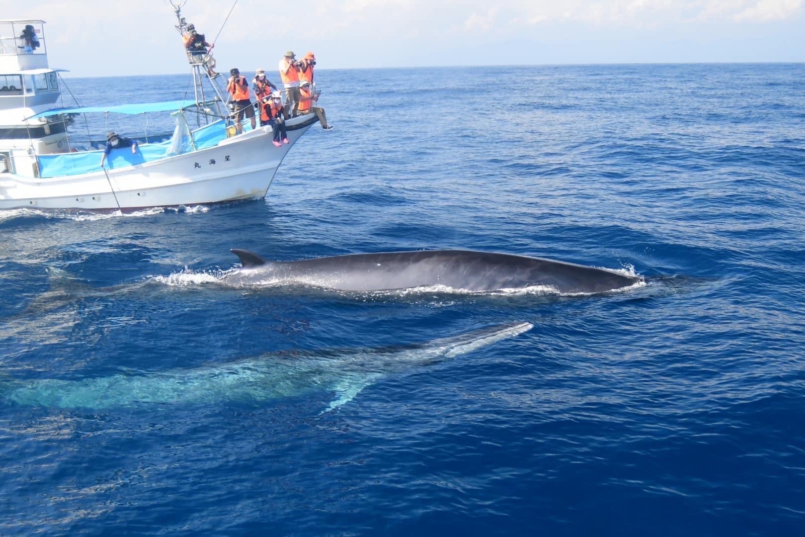 土佐湾のクジラの写真