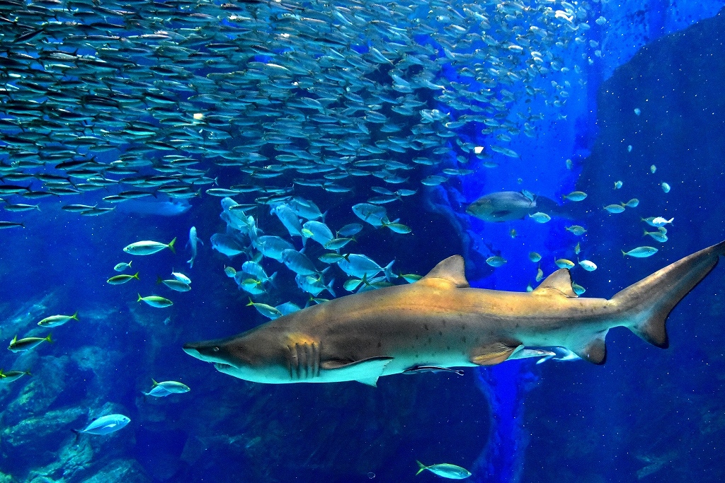 マリンワールド海の中道の写真