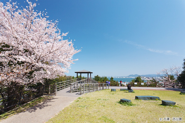 西公園のサクラの写真